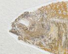 Phareodus Fish Fossil - Scarce Species #18701-1